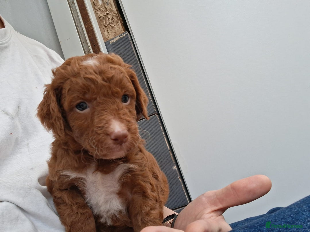 Cockapoo dogs for sale: ** BEAUTIFUL LITTER OF COCKAPOOS ** - Image 32