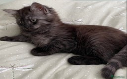 Mixed Breed cats for sale: Beautiful ghost grey kittens  - Image 4
