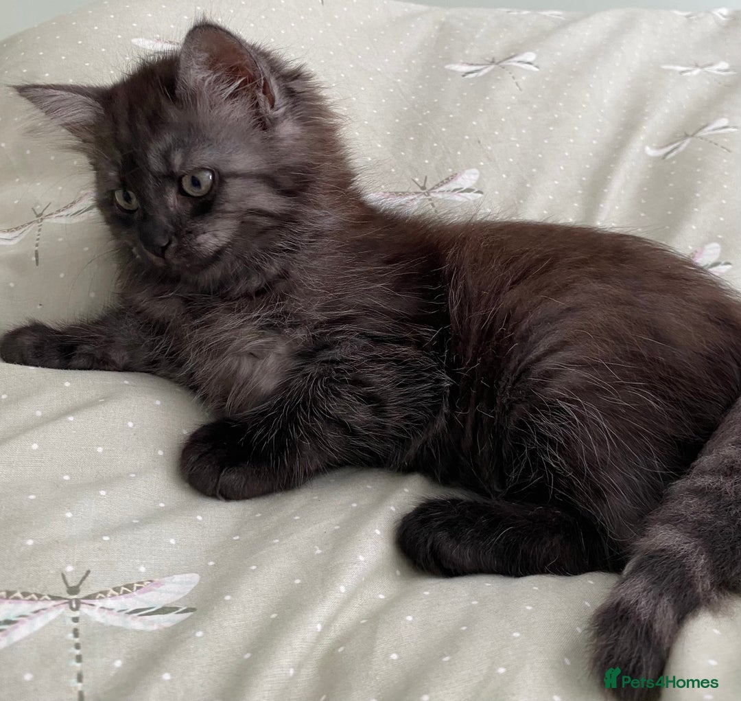 Mixed Breed cats for sale: Beautiful ghost grey kittens  - Image 4