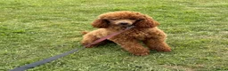 Cockapoo dogs for sale: Stunning F1b cockapoos  - Advert 3