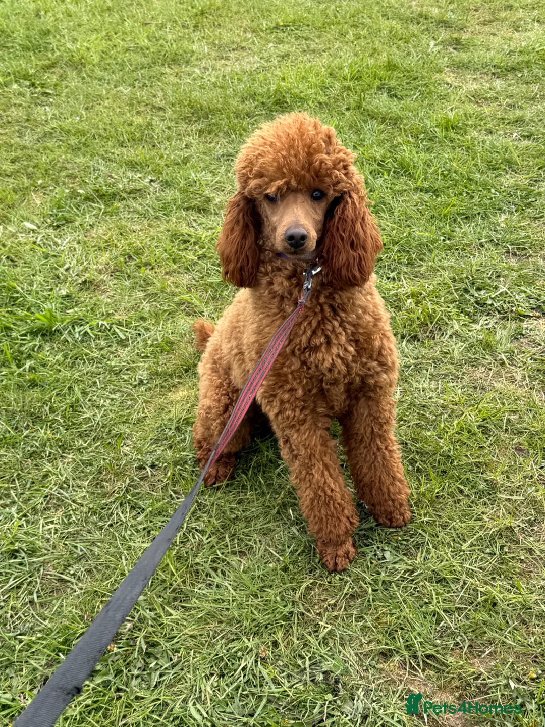 Cockapoo dogs for sale: Stunning F1b cockapoos  - Advert 3