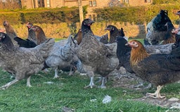 Mixed Breed birds for sale: Point of lay Hens & Pullets – VARIOUS BREEDS 🦚  - Image 17