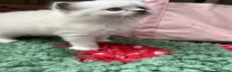 Ragdoll cats for sale: Blue point ragdolls ❤️ - Advert 13