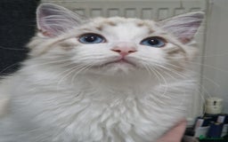 Ragdoll cats for sale: TICA seal lynx bicolour ragdoll kitten  - Image 15