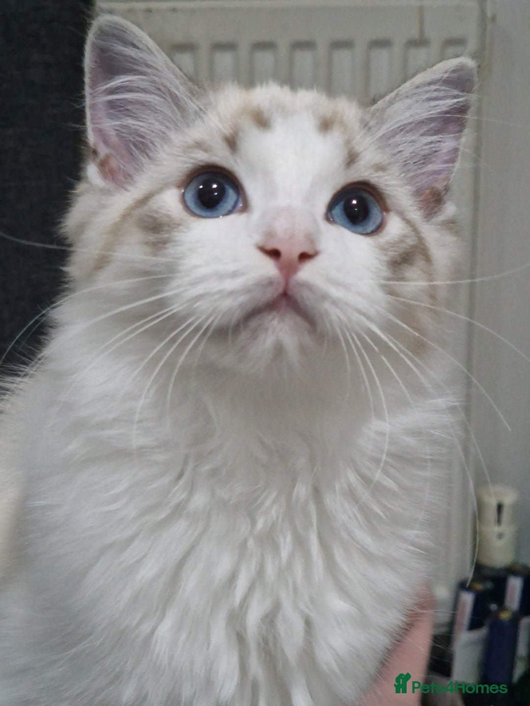 Ragdoll cats for sale: TICA seal lynx bicolour ragdoll kitten  - Image 15