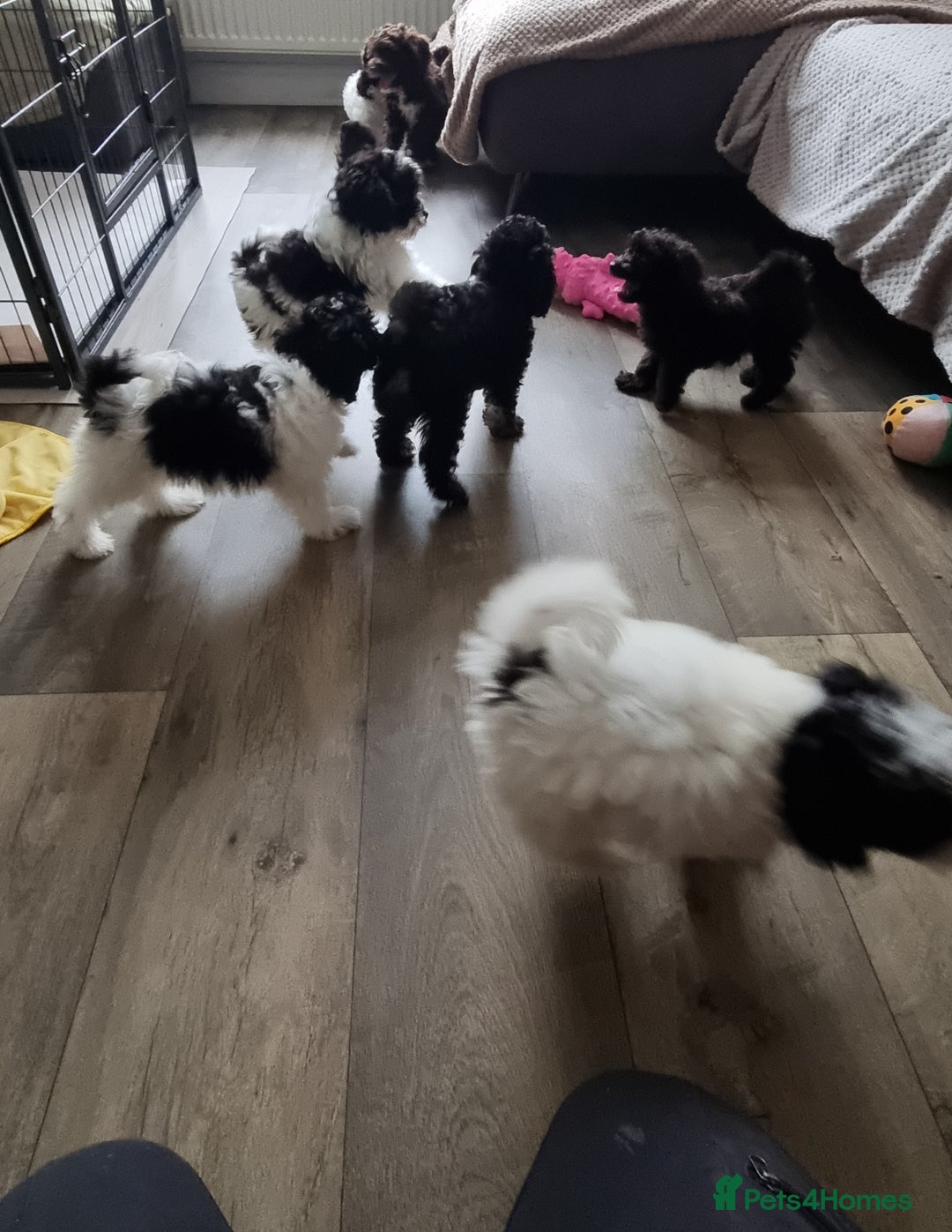 Cockapoo dogs for sale: Fully Vaccinated Best Friend Sofa Companions 🥰   - Image 22