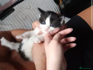 Ragdoll cats 1 Black and white girl ragdoll x kittens left - Advert 13