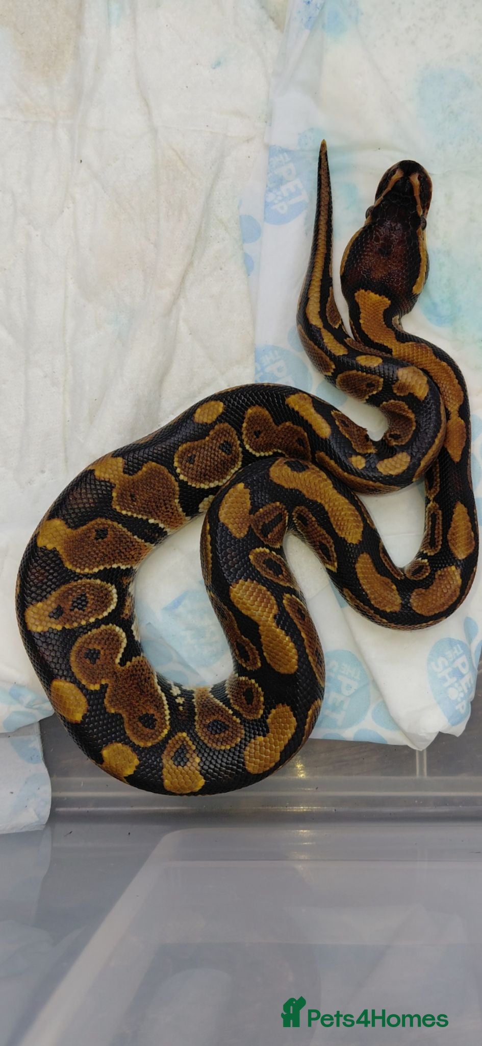 Python Snake reptiles 1 month old ball python and viv and accessories  - Advert 4
