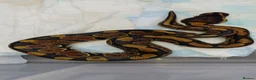 Python Snake reptiles for sale: 1 month old ball python and viv and accessories  - Advert 1