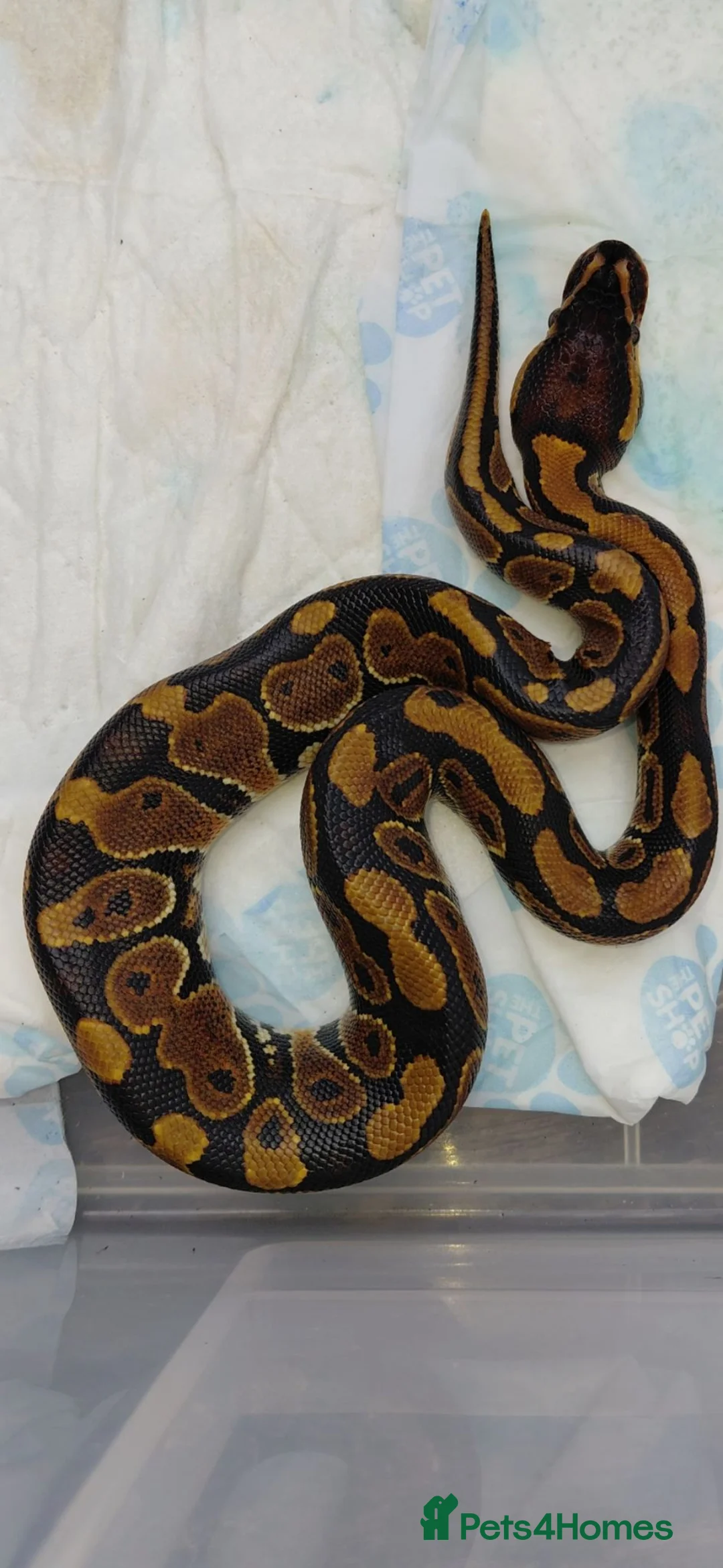 Python Snake reptiles for sale: 1 month old ball python and viv and accessories  - Advert 1