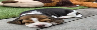 Beagle 3