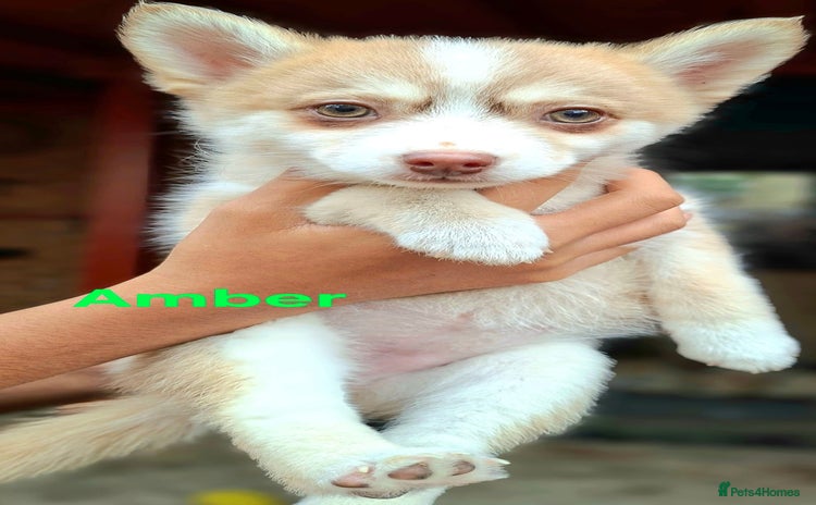 Pomsky dogs - Advert 3