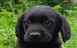 Goldador dogs for sale: Goldador Puppies  - Image 8