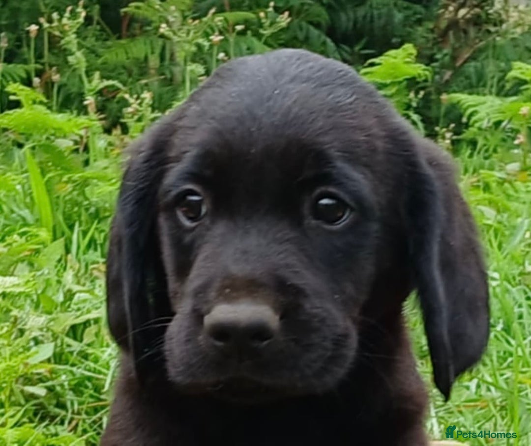 Goldador dogs for sale: Goldador Puppies  - Image 8