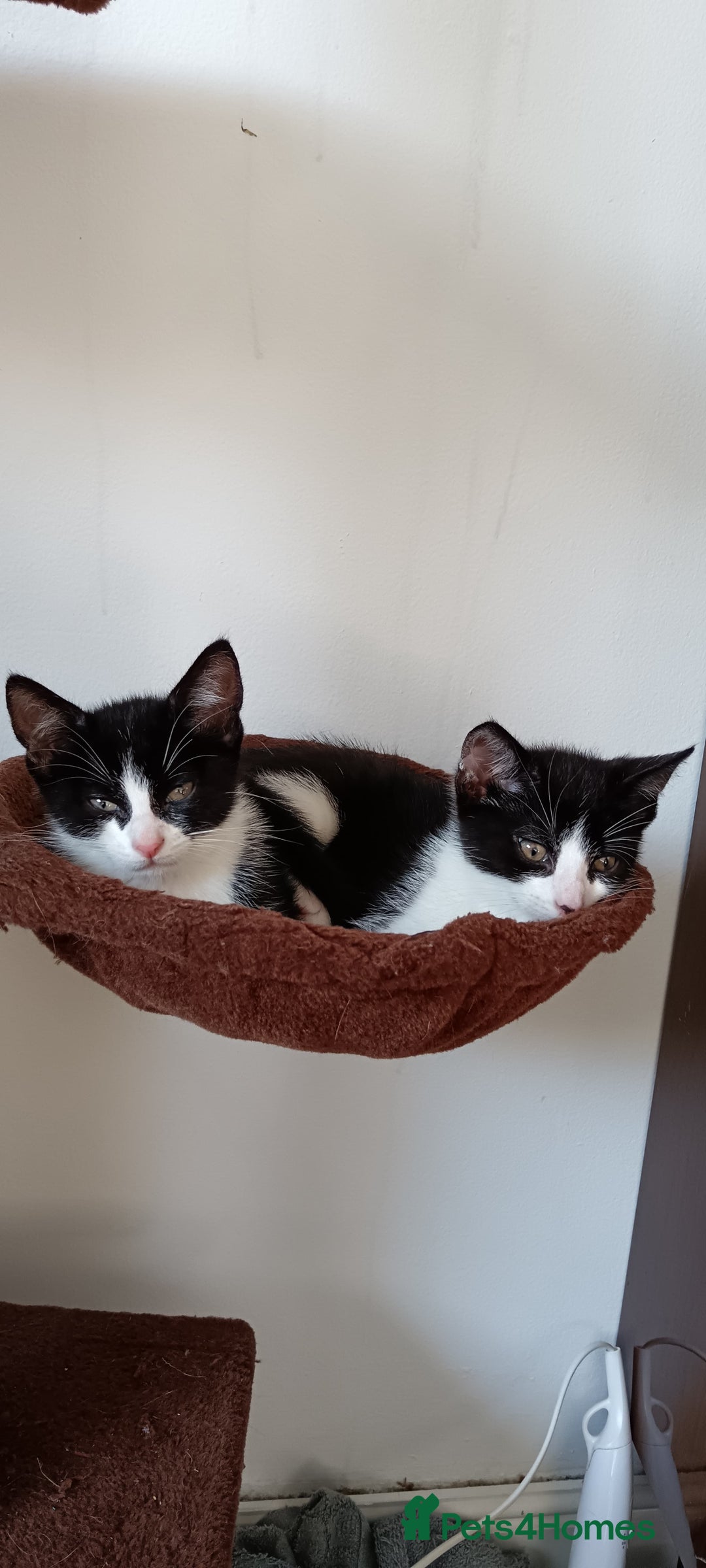 Domestic Shorthair cats for sale: Kitten black and white - Advert 4