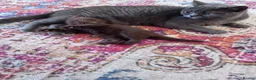 British Shorthair cats for sale: Chocolate Kitten - Advert 3