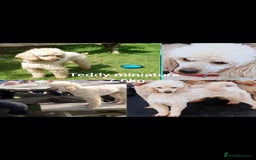 Toy Poodle dogs for stud: TOY & MINIATURE BOY'S FOR STUD  in Iver - Image 3