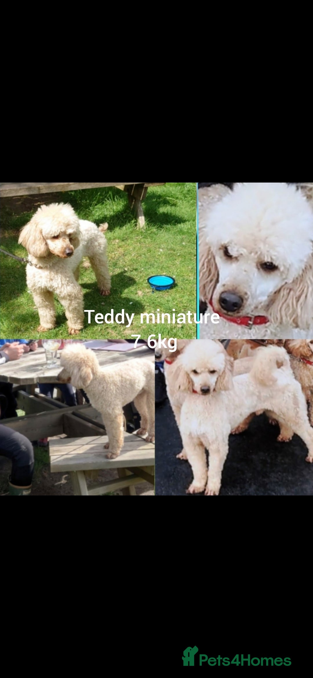 Toy Poodle dogs for stud: TOY & MINIATURE BOY'S FOR STUD  in Iver - Image 3