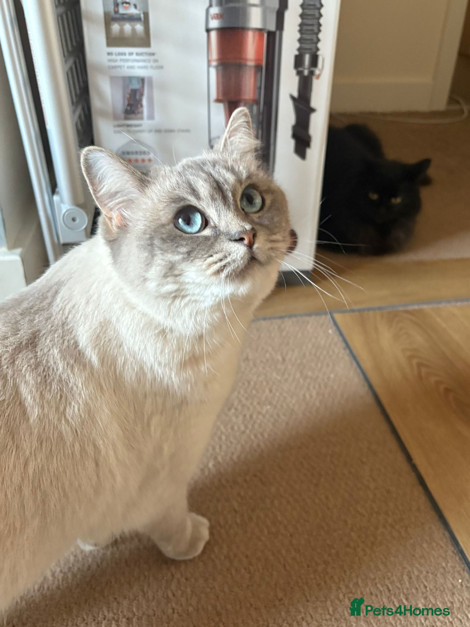 Mixed Breed cats Free - Bonded pair female cats - Advert 1
