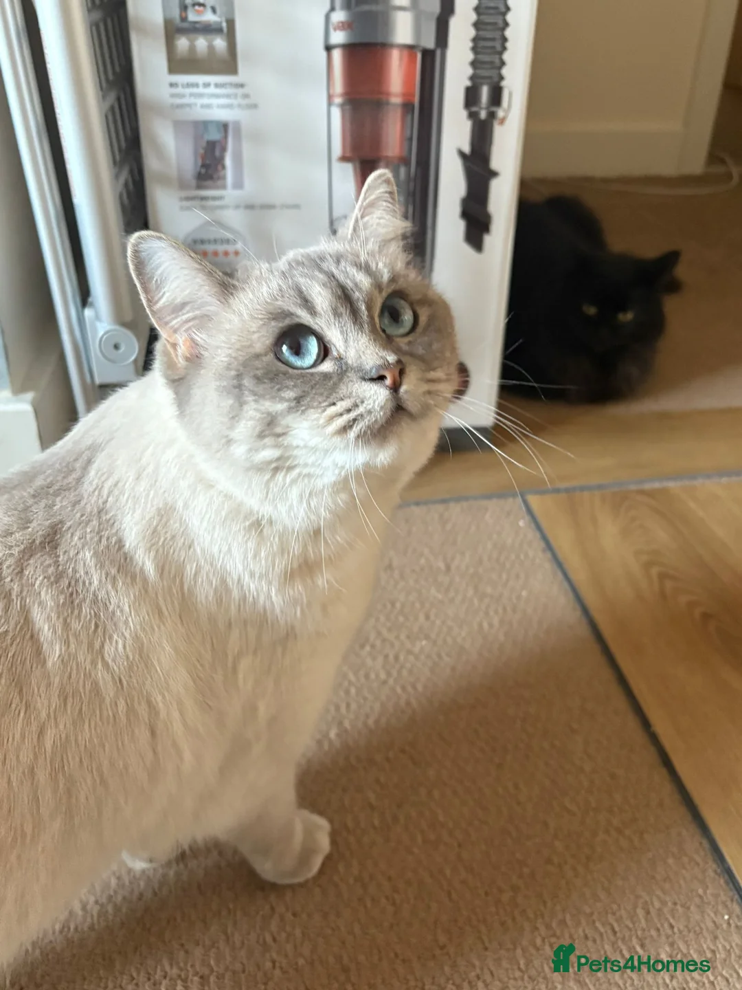Mixed Breed cats for sale: Free - Bonded pair female cats - Advert 1