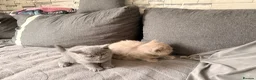 British Shorthair cats for sale: Left 1 female fluffy British shorthair kitty!!!… - Advert 12