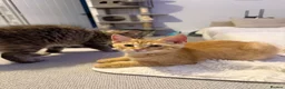 Siberian cats for sale: Beautiful Mix Siberian Kitten - Advert 3