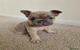 French Bulldog dogs for sale: Rosie litter  - Image 22