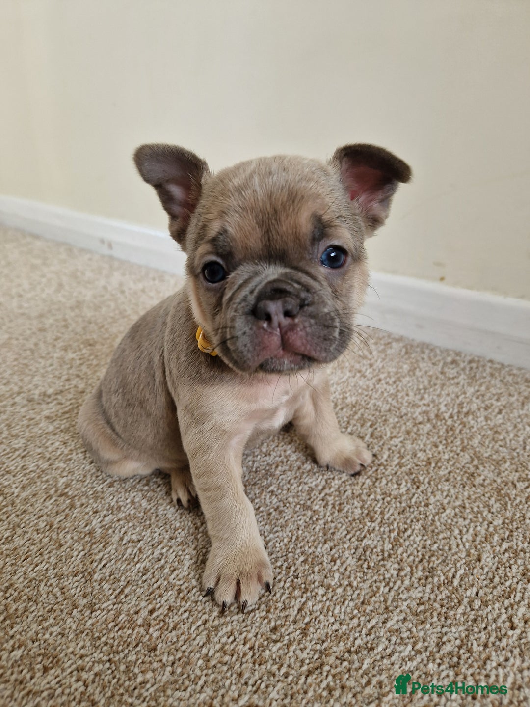 French Bulldog dogs for sale: Rosie litter  - Image 22