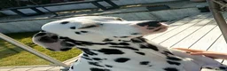 Dalmatian dogs for sale: Blue is looking for his second home *please read* in Lancaster - Advert 11
