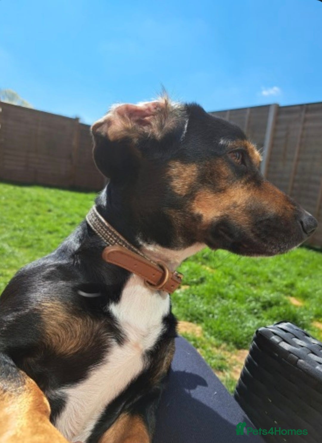 Mixed Breed dogs for sale: Cocker x Patterdale  - Image 2