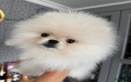 Pomeranian dogs for sale: Absolutely stunning optic white boys - Image 6