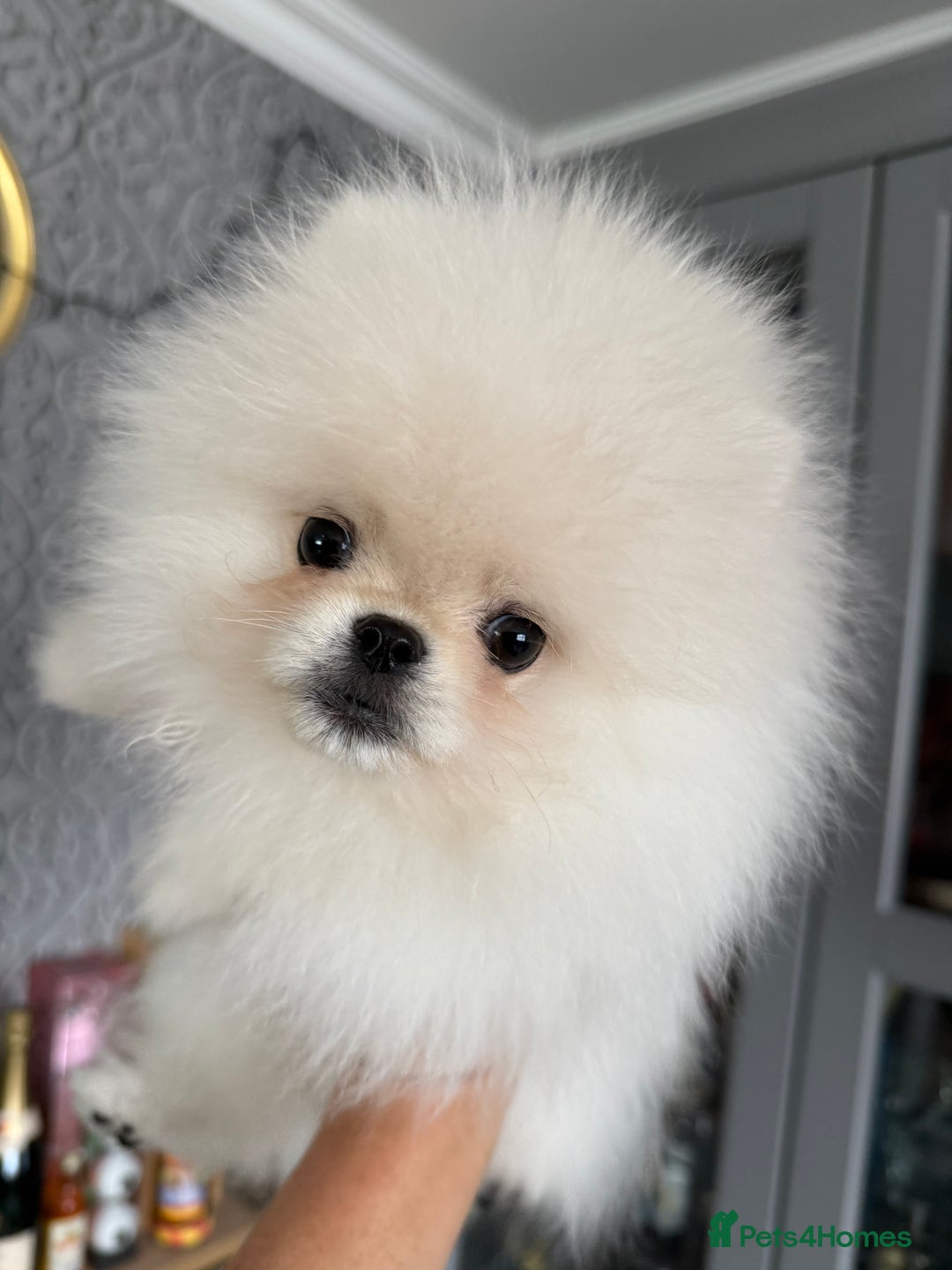 Pomeranian dogs for sale: Absolutely stunning optic white boys - Image 6