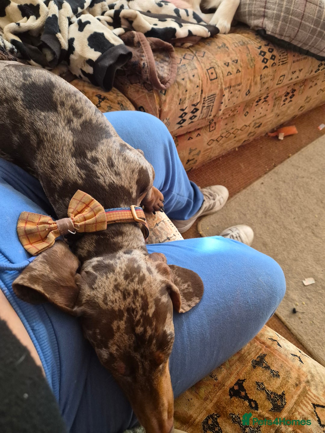 Dachshund dogs for sale: Loving dachshund  - Image 3