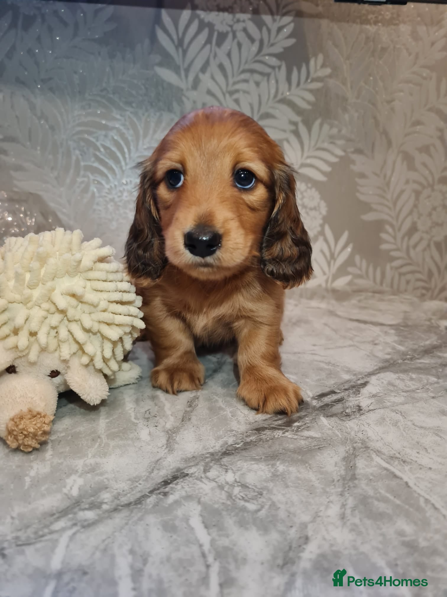 Miniature Dachshund dogs Lh Miniature Dachshund Puppies,championsblood line - Advert 2