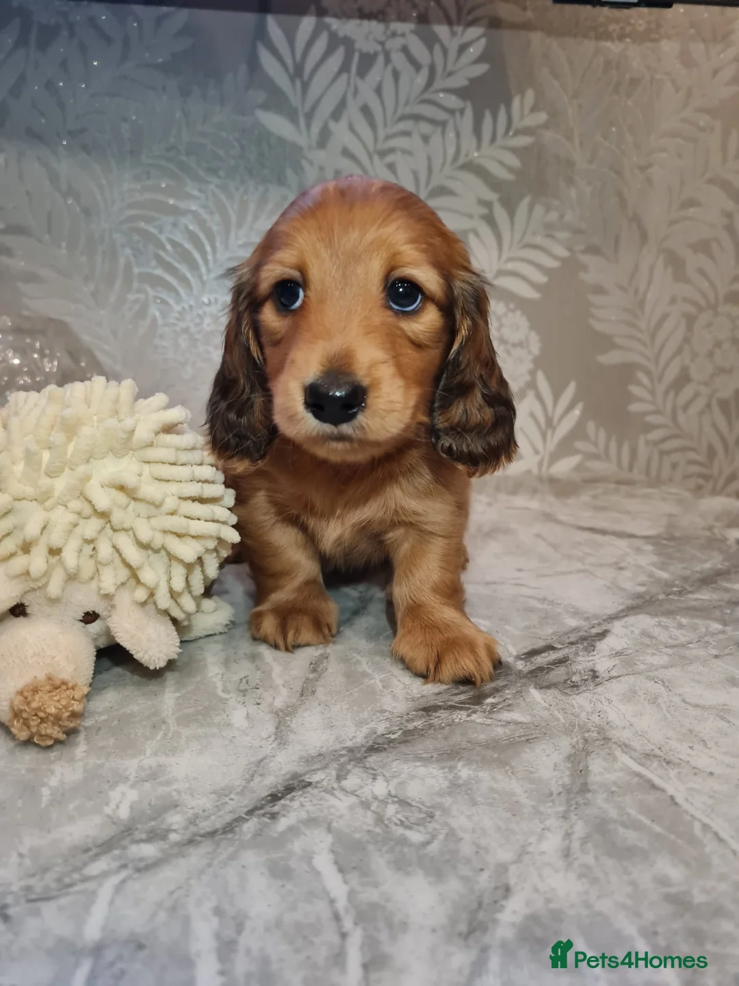 Miniature Dachshund dogs for sale: Lh Miniature Dachshund Puppies,championsblood line in Gainsborough - Advert 1