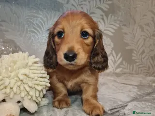 Miniature Dachshund dogs Lh Miniature Dachshund Puppies,championsblood line - Advert 2