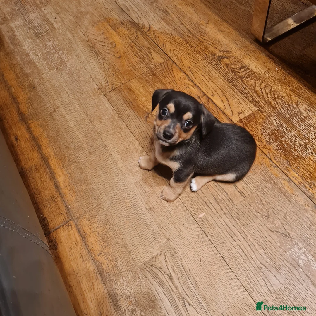 Chiweenie dogs for sale: Chiweenie puppies x5 - Advert 5