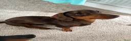Dachshund dogs for stud: Miniature dachshund for ✨STUD✨ - Advert 3