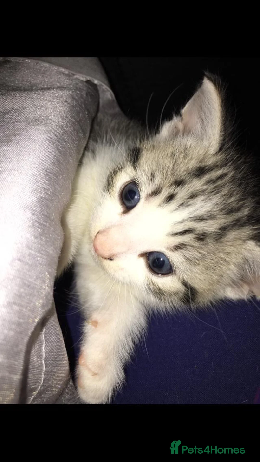 Domestic Shorthair cats for sale: Gorgeous Tabby Girl - Advert 2