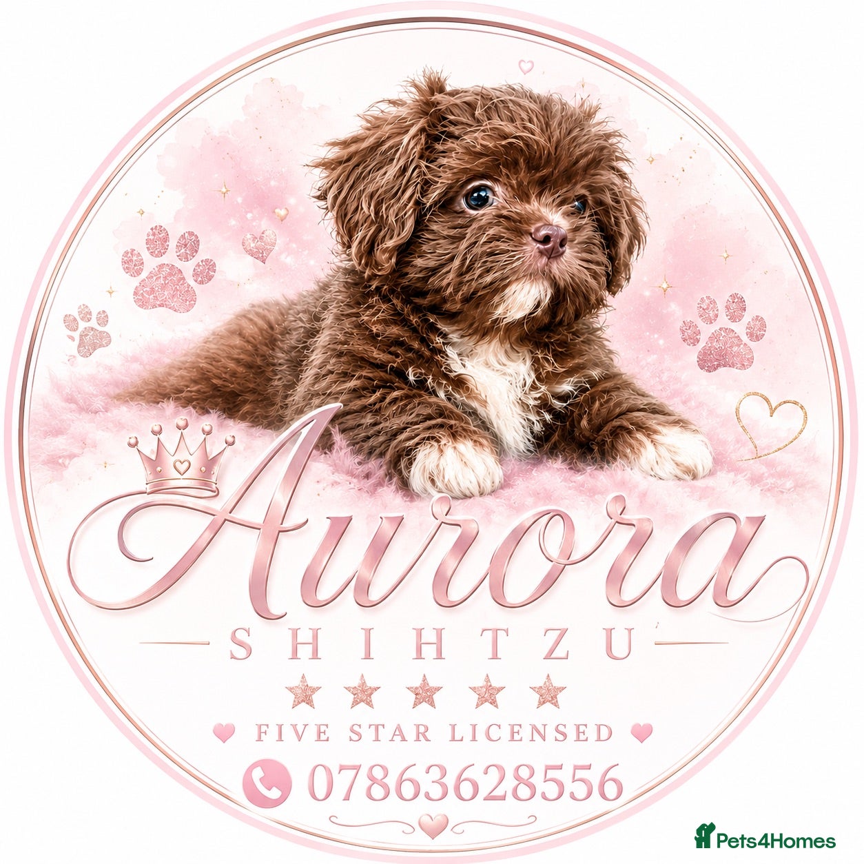 Shih Tzu dogs Kennel Club Reg Health Tested Ready August BOYS - Advert 2