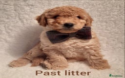 Poodle dogs for stud: Fully health tested and kc reg chocolate toy. in Blackburn - Image 6
