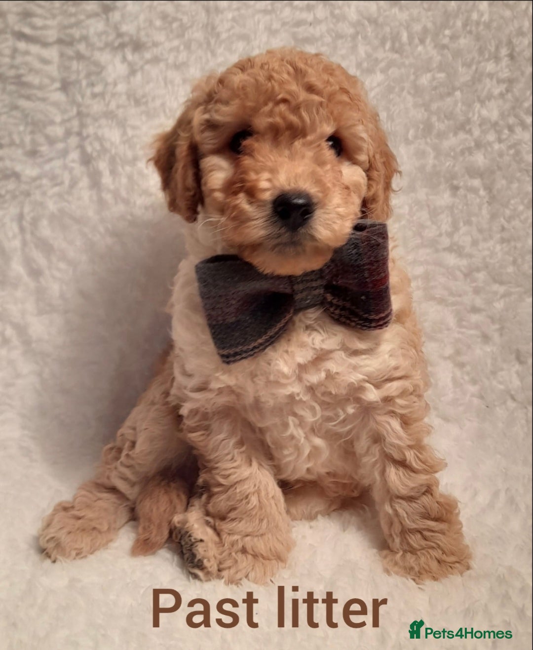 Poodle dogs for stud: Fully health tested and kc reg chocolate toy. in Blackburn - Image 6