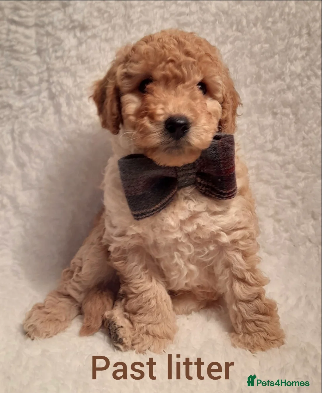 Poodle dogs for stud: Fully health tested and kc reg chocolate toy. in Blackburn - Advert 6