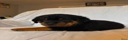 Rottweiler dogs for sale: 4 Beautiful Male Rottweiler Puppies  - Advert 8