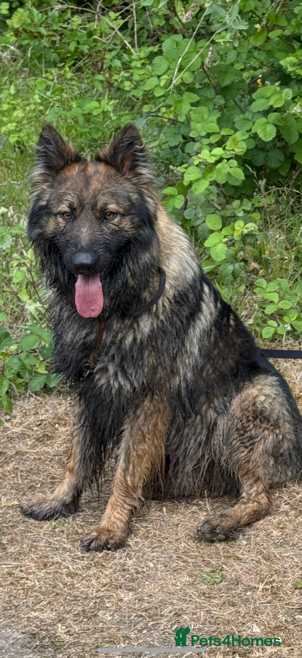 German Shepherd dogs FOR STUD (PROVEN)  in Doncaster - Advert 6