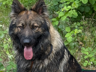 German Shepherd dogs FOR STUD (PROVEN) in Doncaster - Advert 6