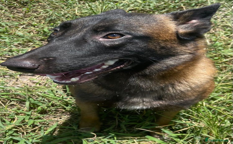 Belgian Shepherd Dog dogs - Advert 1