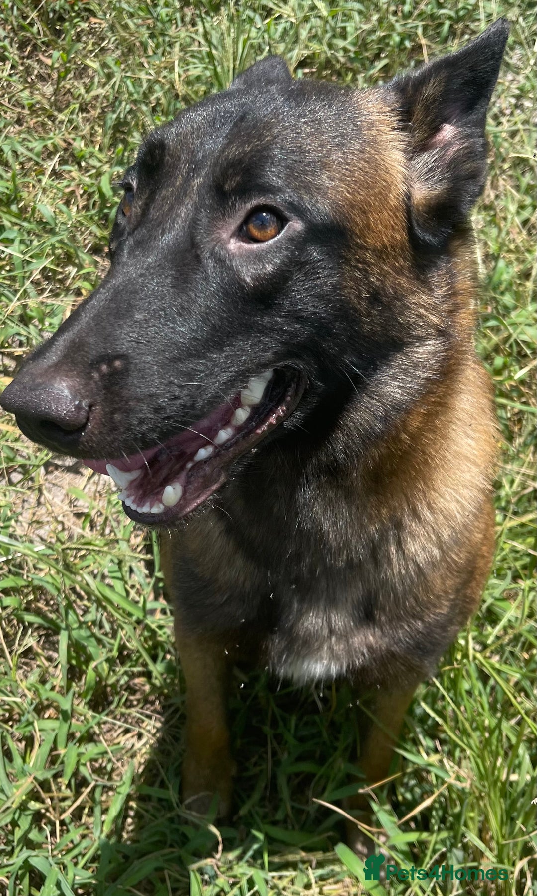 Belgian Shepherd Dog dogs for sale: Belgium bred by Louth k9 - Image 1