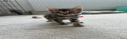 Bengal cats for sale: Bengal kittens for sale - Advert 3