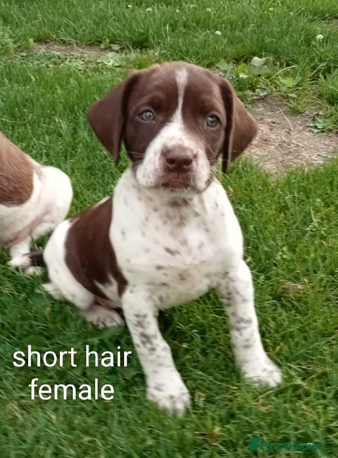 Mixed Breed dogs for sale: New Norfolk Spaniels- Ready Now - Image 6